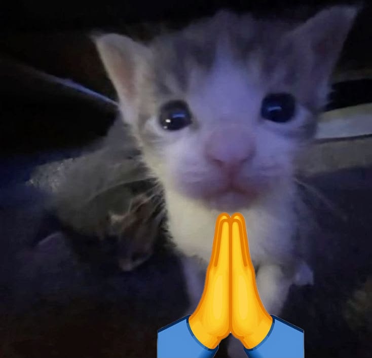 ✞ rubaidh tweet media