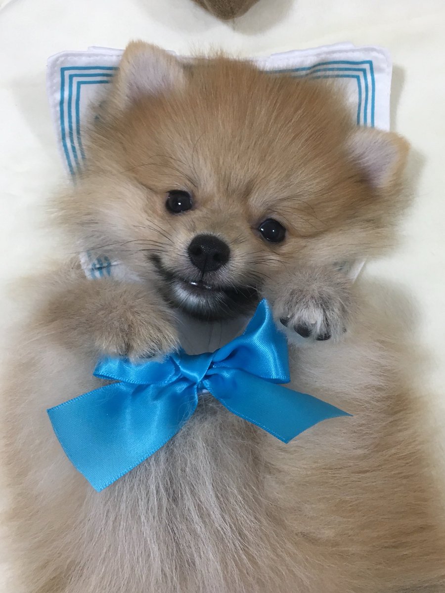 tachibana_shiu's tweet photo. タイムラインを浄化するエケチェンポメラニアン。
#宗次郎Jr https://t.co/cthD02vA6B