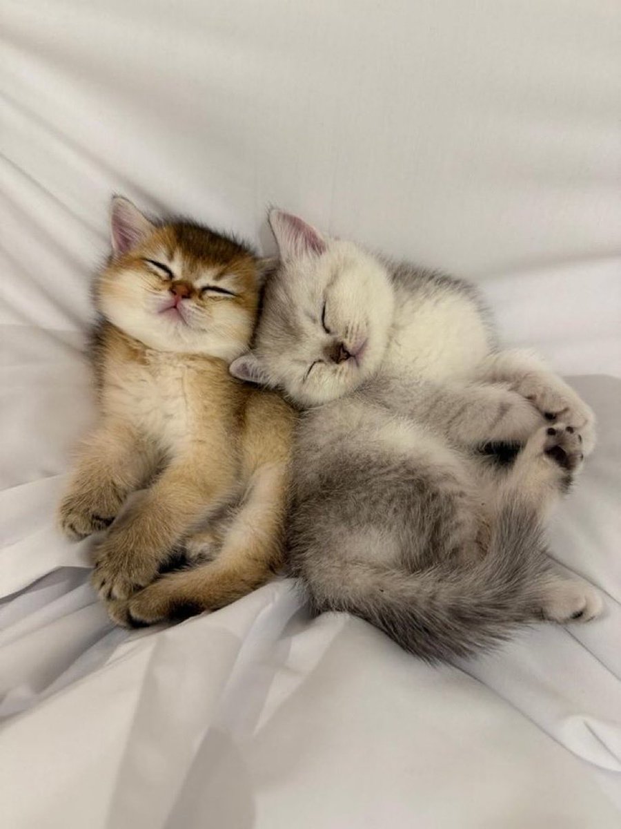 catsforcatsx's tweet photo. #sleeping #cats https://t.co/NzXHocadvX