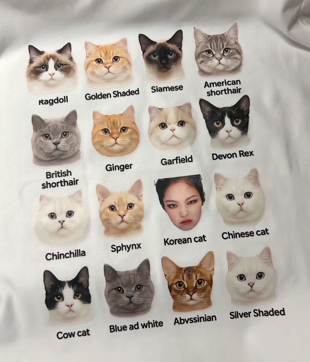 Jenduk116's tweet photo. Korean cat🐱kkkkkkkkk https://t.co/v1Ib0FaVLx