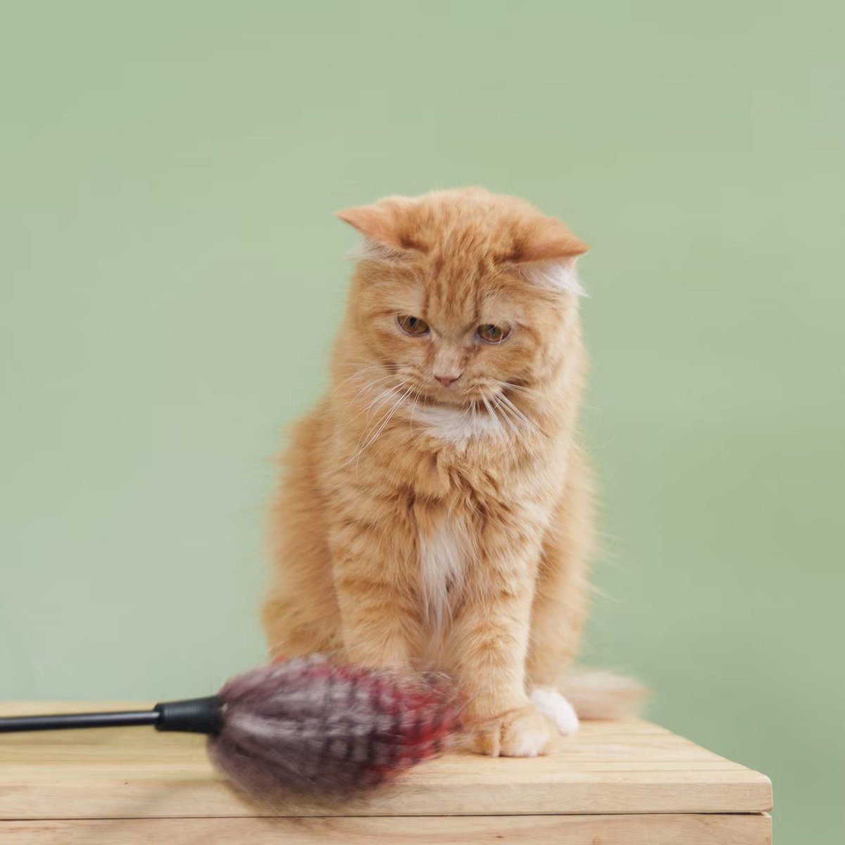 A_Kawin's tweet photo. #แมวหาบ้าน

น้องแมวหาบ้านมาแล้วค่ะ 🧡🐾
น้องขจีรัตน์” น่ารักตัวจิ๋ว อายุ 1 ขวบ 2 เดือน เพศเมีย
สาวน้อยขนนุ่มฟู ตัวเล็กพกพาความมุ้งมิ้งมาเต็ม 💕
ขี้อ้อนมากกก ชอบมาเดินวนขอให้เกาพุงและนอนซบคนเก่ง 

สุขภาพพร้อมย้ายบ้านแบบสบายใจ ✨
✅ ทำหมันแล้ว
✅ ฉีดวัคซีนครบ
✅ ฝังไมโครชิพแล้ว
ตรวจสุขภาพก่อนกลับบ้านทุกตัว 🩺
พร้อมบริการจัดส่งฟรีถึงบ้านเลยค่า 🚗

ใครกำลังมองหาเพื่อนตัวนุ่มไว้ฮีลใจ
ขจีรัตน์รออยู่น้า 🧡

สนใจรับเลี้ยง
Line : @adoptionth ☎️ 061-2642296
