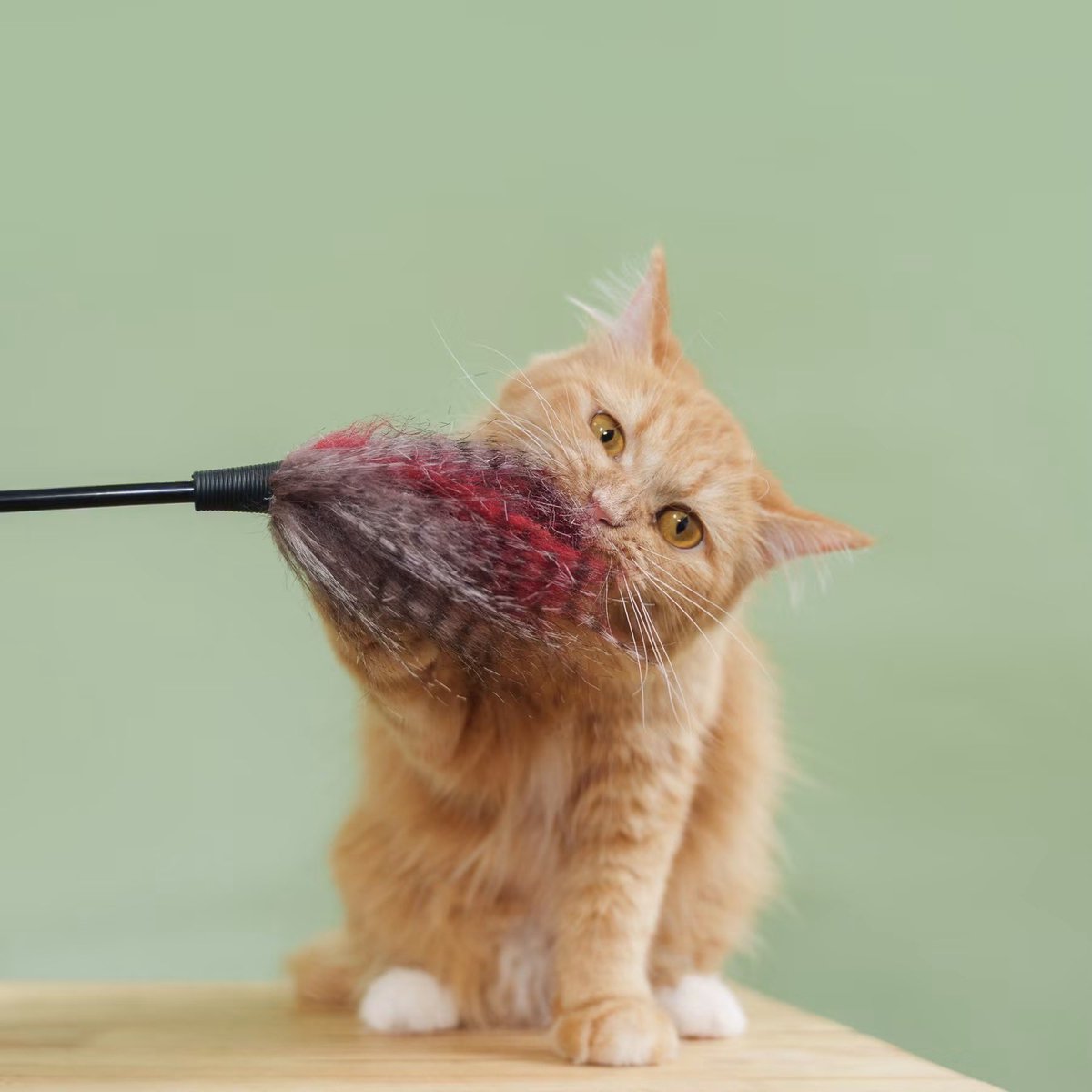 A_Kawin's tweet photo. #แมวหาบ้าน

น้องแมวหาบ้านมาแล้วค่ะ 🧡🐾
น้องขจีรัตน์” น่ารักตัวจิ๋ว อายุ 1 ขวบ 2 เดือน เพศเมีย
สาวน้อยขนนุ่มฟู ตัวเล็กพกพาความมุ้งมิ้งมาเต็ม 💕
ขี้อ้อนมากกก ชอบมาเดินวนขอให้เกาพุงและนอนซบคนเก่ง 

สุขภาพพร้อมย้ายบ้านแบบสบายใจ ✨
✅ ทำหมันแล้ว
✅ ฉีดวัคซีนครบ
✅ ฝังไมโครชิพแล้ว
ตรวจสุขภาพก่อนกลับบ้านทุกตัว 🩺
พร้อมบริการจัดส่งฟรีถึงบ้านเลยค่า 🚗

ใครกำลังมองหาเพื่อนตัวนุ่มไว้ฮีลใจ
ขจีรัตน์รออยู่น้า 🧡

สนใจรับเลี้ยง
Line : @adoptionth ☎️ 061-2642296