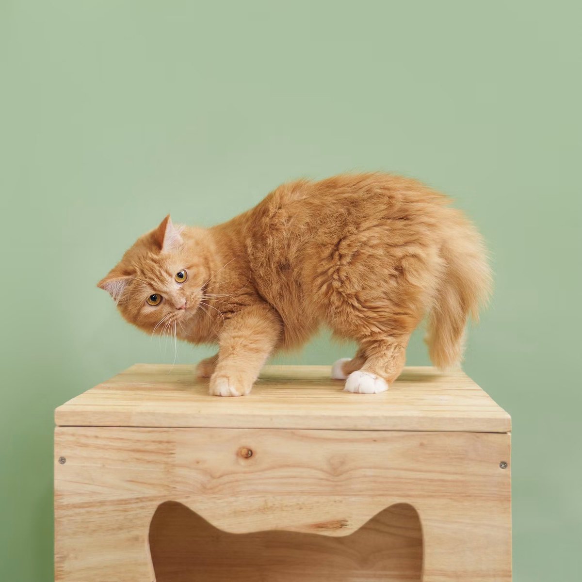 A_Kawin's tweet photo. #แมวหาบ้าน

น้องแมวหาบ้านมาแล้วค่ะ 🧡🐾
น้องขจีรัตน์” น่ารักตัวจิ๋ว อายุ 1 ขวบ 2 เดือน เพศเมีย
สาวน้อยขนนุ่มฟู ตัวเล็กพกพาความมุ้งมิ้งมาเต็ม 💕
ขี้อ้อนมากกก ชอบมาเดินวนขอให้เกาพุงและนอนซบคนเก่ง 

สุขภาพพร้อมย้ายบ้านแบบสบายใจ ✨
✅ ทำหมันแล้ว
✅ ฉีดวัคซีนครบ
✅ ฝังไมโครชิพแล้ว
ตรวจสุขภาพก่อนกลับบ้านทุกตัว 🩺
พร้อมบริการจัดส่งฟรีถึงบ้านเลยค่า 🚗

ใครกำลังมองหาเพื่อนตัวนุ่มไว้ฮีลใจ
ขจีรัตน์รออยู่น้า 🧡

สนใจรับเลี้ยง
Line : @adoptionth ☎️ 061-2642296