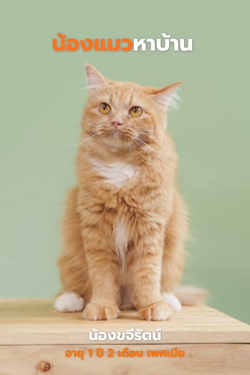 A_Kawin's tweet photo. #แมวหาบ้าน

น้องแมวหาบ้านมาแล้วค่ะ 🧡🐾
น้องขจีรัตน์” น่ารักตัวจิ๋ว อายุ 1 ขวบ 2 เดือน เพศเมีย
สาวน้อยขนนุ่มฟู ตัวเล็กพกพาความมุ้งมิ้งมาเต็ม 💕
ขี้อ้อนมากกก ชอบมาเดินวนขอให้เกาพุงและนอนซบคนเก่ง 

สุขภาพพร้อมย้ายบ้านแบบสบายใจ ✨
✅ ทำหมันแล้ว
✅ ฉีดวัคซีนครบ
✅ ฝังไมโครชิพแล้ว
ตรวจสุขภาพก่อนกลับบ้านทุกตัว 🩺
พร้อมบริการจัดส่งฟรีถึงบ้านเลยค่า 🚗

ใครกำลังมองหาเพื่อนตัวนุ่มไว้ฮีลใจ
ขจีรัตน์รออยู่น้า 🧡

สนใจรับเลี้ยง
Line : @adoptionth ☎️ 061-2642296