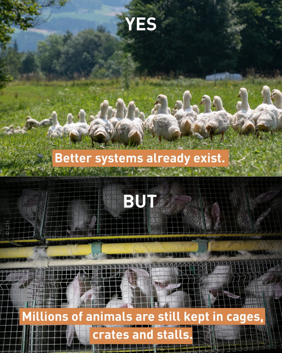 fourpawsint's tweet photo. ✅ #Sows must be group housed for part of pregnancy.
❌ But they can still be confined in crates around pregnancy and birth.
And rabbits, ducks, geese and quail are still waiting for stronger protection. 🐰🦆
Better systems already exist. The #EU must act. https://t.co/Ne8UPO0dUD