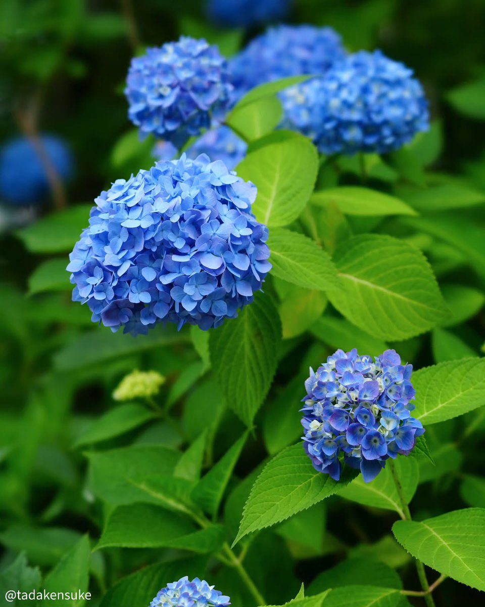 PoppiekRosnx's tweet photo. Blue among the Green💙🍃🦋🪻

#TuesdayBlue #Flowers #Hydrangea #FlowerPhotography #Blue https://t.co/WdIyNGHYZI