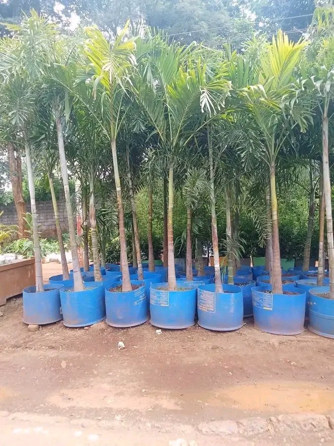 CGivewell's tweet photo. This plant can sniff poverty miles away. Unanunua before ufike kwa boma ishakauka 😂😂😂😂 it only loves the rich https://t.co/vvBumEaer8