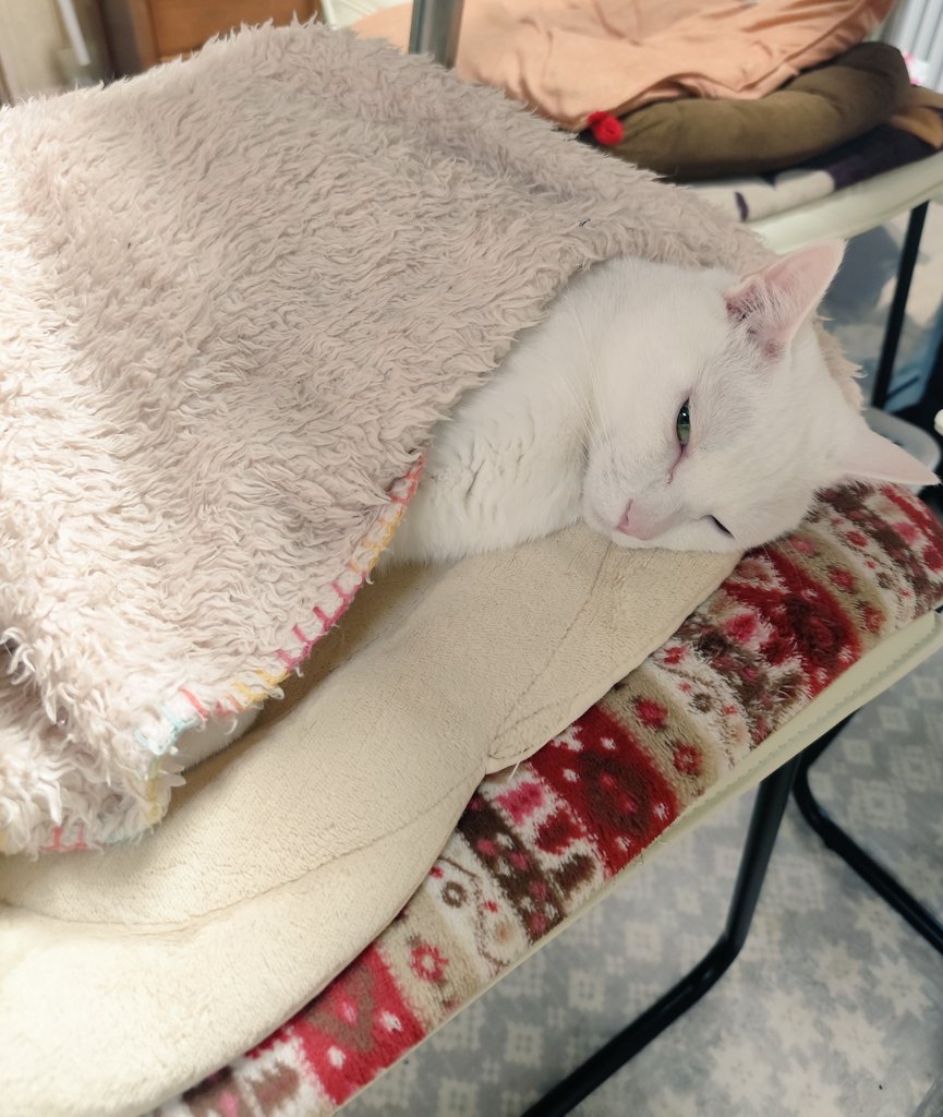 mitsuaki_h9's tweet photo. 実家猫😍

夜は涼しいからね🥹
#猫 https://t.co/nojVBAmvst