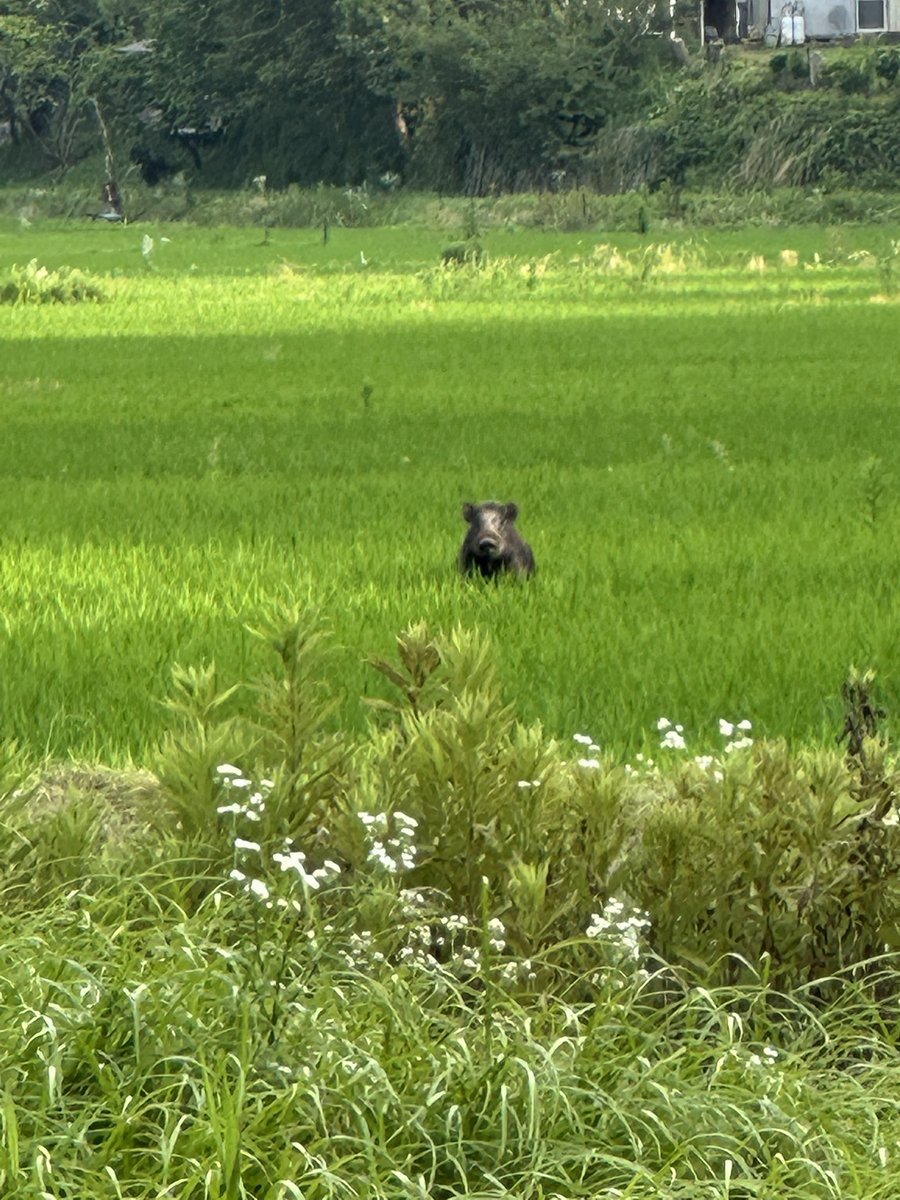 koro0218's tweet photo. また来てるじゃん😲
涼しくなってきたので
溝切りしたいのに、怖くて仕事どころじゃないよ😭 https://t.co/FiUllY3lUF