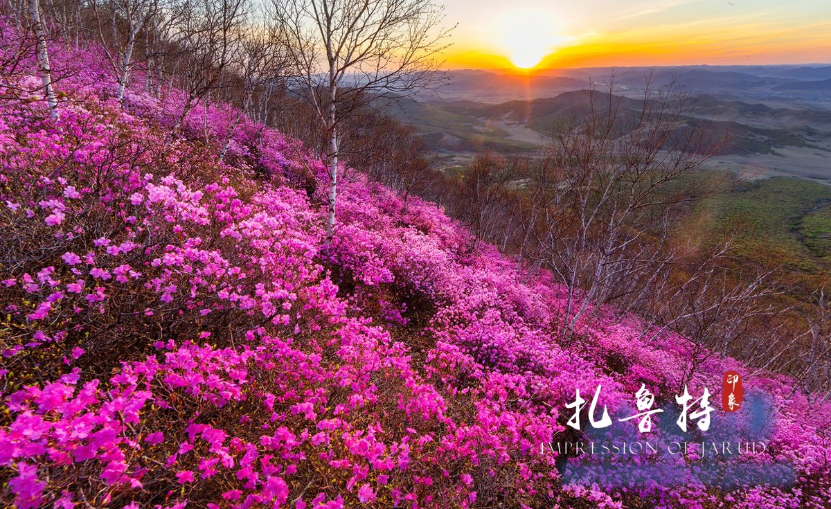 Yangyang1064361's tweet photo. Pink azaleas carpet the mountain slopes, blooming brilliantly under the warm sunrise.
#AzaleaBlossom #MountainFlowers #SpringScenery #JarudMountain https://t.co/s39ZDg97z8
