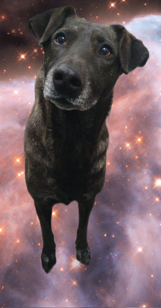 Ye94316774's tweet photo. ❤️ NENA NECESITA UNA FAMILIA
🐶 Hembra, 15 kg (tamaño ideal). ✅ Castrada. ✅ Vacunada. ✅ Desparasitada. 💖 Cariñosa y lista para empezar una nueva vida.
Hace meses que espera y nadie pregunta por ella. Si no podés adoptarla, compartí. Su familia puede estar entre tus contactos. https://t.co/D4pJCQrqKp
