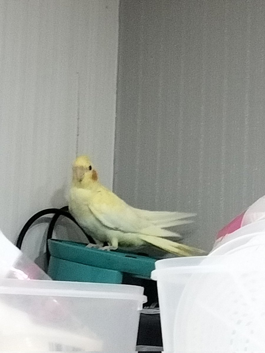 ra0407T39's tweet photo. 【オカメインコを探しています】
・逃走日時：6月30日 10時半頃
・場所：群馬県伊勢崎市北千木町付近
・名前：チャチャ
見かけた方、保護してくださった方がいましたら、DMまたはリプでご連絡いただけると助かります。
 #オカメインコ迷子  #オカメインコ    #インコ迷子   #群馬県伊勢崎市  #拡散希望 https://t.co/WJRsmgmIFR