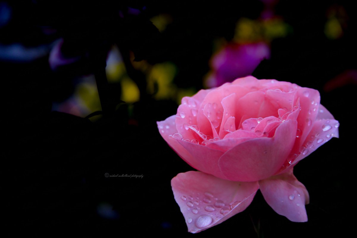 FotoWrangler's tweet photo. โBe like a pink rose: gentle to the touch, resilient in the wind, and beautiful to behold."
Many Blessings my friendsโฆGoodnight and have a beautiful tomorrow!
#pinkrose #rose #flower #nature #CanonUSA #Canon5Dmkiii https://t.co/8GbNnkE5iS