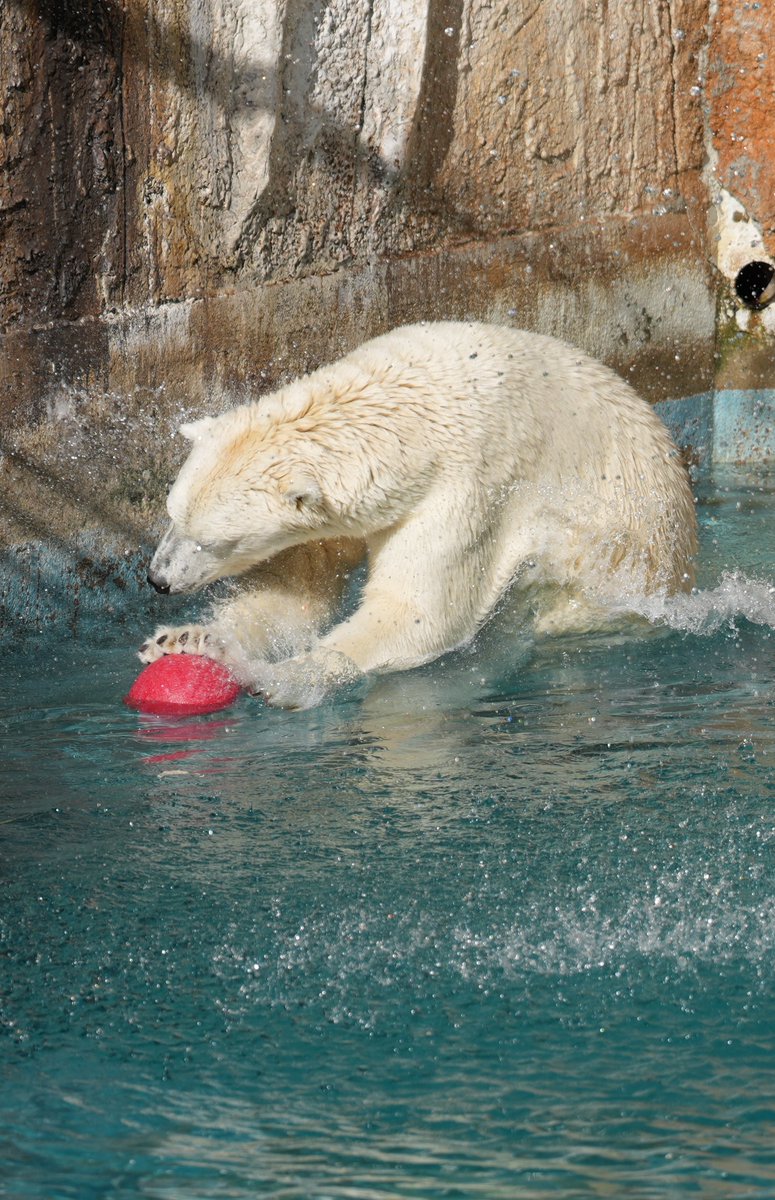 🐻‍❄️たっち～🐻‍❄️ #天王寺動物園 #ホウちゃん #ホッキョクグマ
