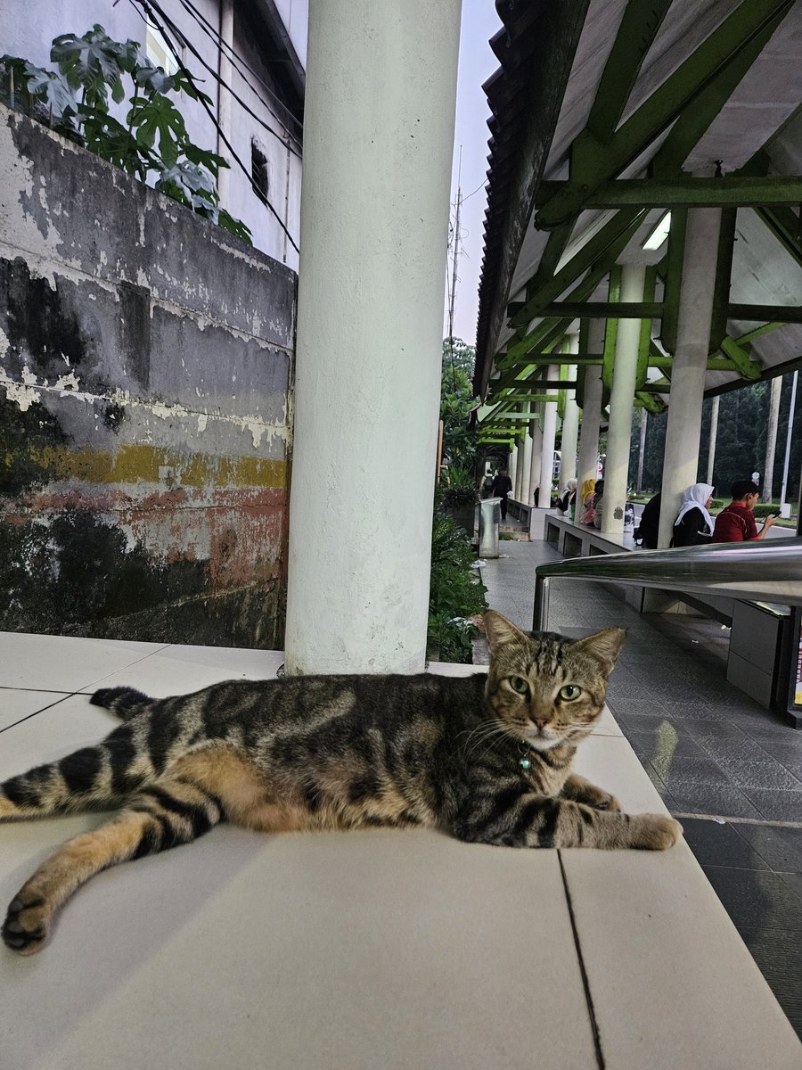 lemongraziee's tweet photo. Kaliii ini mau memperkenalkan cikung cuking kucing kampus UI lainnya~ 😽

Si penunggu area sekitar stasiun dan halte UI, teman main para mahasiwa yg sdg nunggu bikun hihiii

Namanya : Aster 🤩

Badannya gembul (kayak bagol WKWK), corak tabby, suka dielus tapi galak dikitt 🤏 Sangat fotogenik cocok bgttt jadi model.

📍Halte Bikun UI Depok