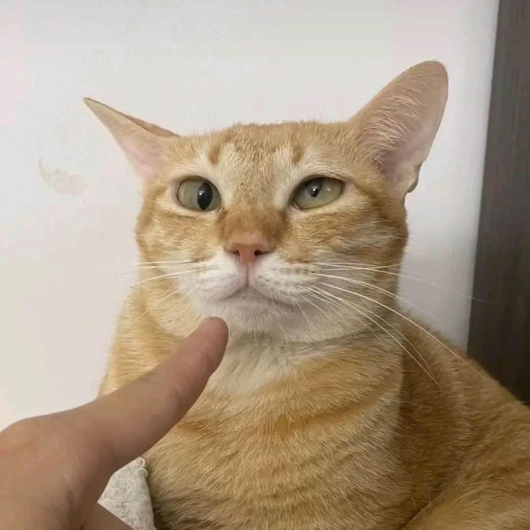 PunchingCat's tweet photo. https://t.co/zRl8xQMP9D