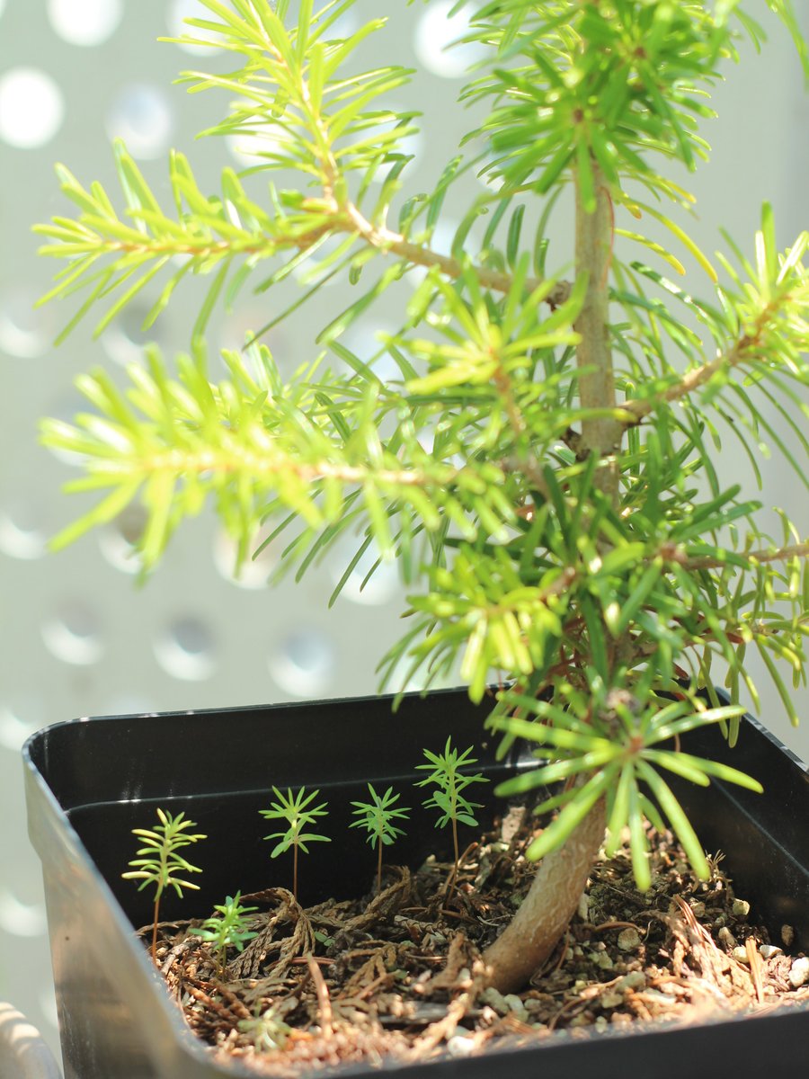buwangbuwang's tweet photo. 수목원에서 받아온 구상나무.
잊고 지냈는데 아기구상나무들이 뿅뿅뾰로뵹!! https://t.co/kjLGTp2BUt