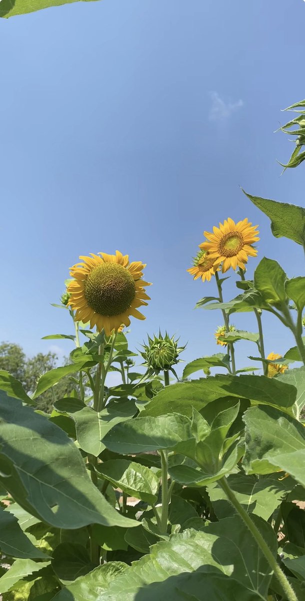 sunflowerchives's tweet photo. Happy morning🌻 https://t.co/jVdqwsMAQM
