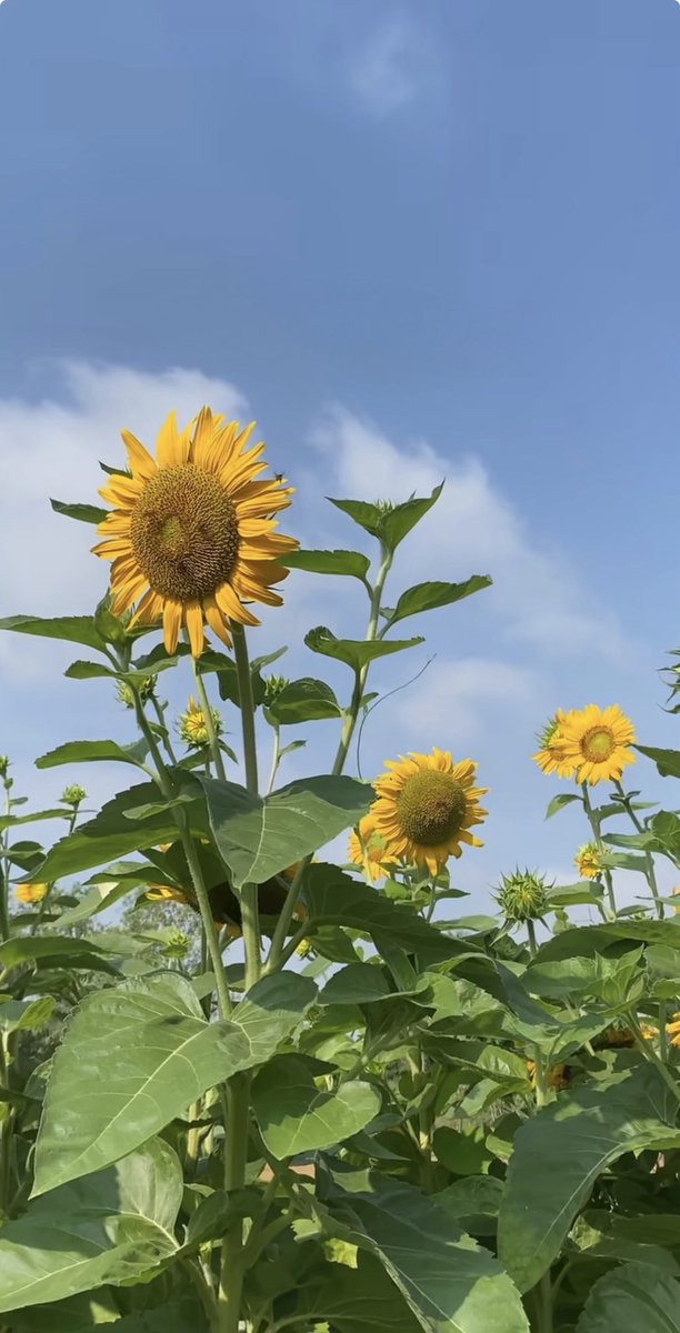 sunflowerchives's tweet photo. Happy morning🌻 https://t.co/jVdqwsMAQM
