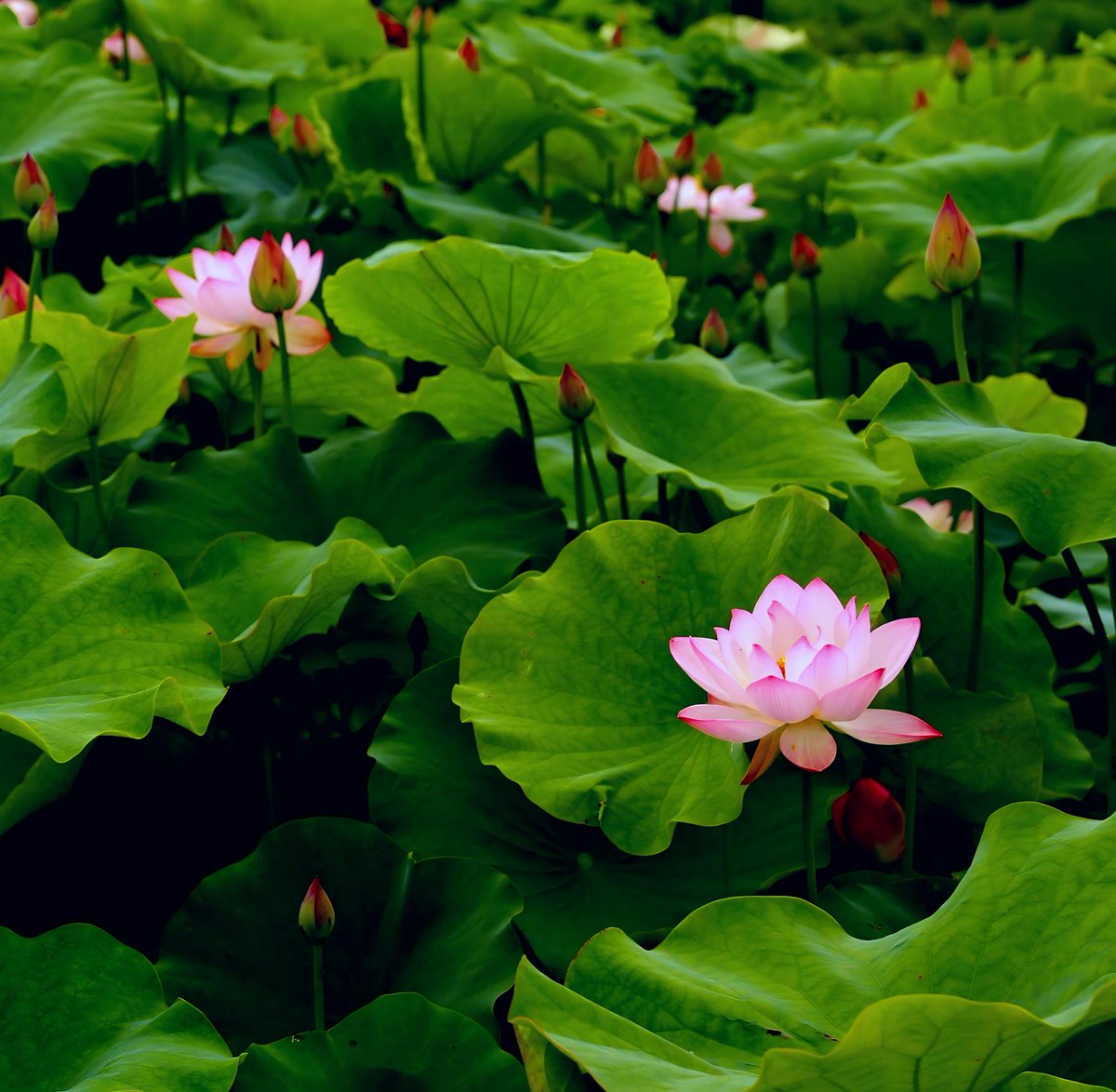 Runningxian's tweet photo. Life is full of disappointments. May each of us, like the lotus flower, rise above the mire and gaze up at the blue sky.#Enjoy Xian##Xi'an Lianhu Park https://t.co/oInHujA7V6
