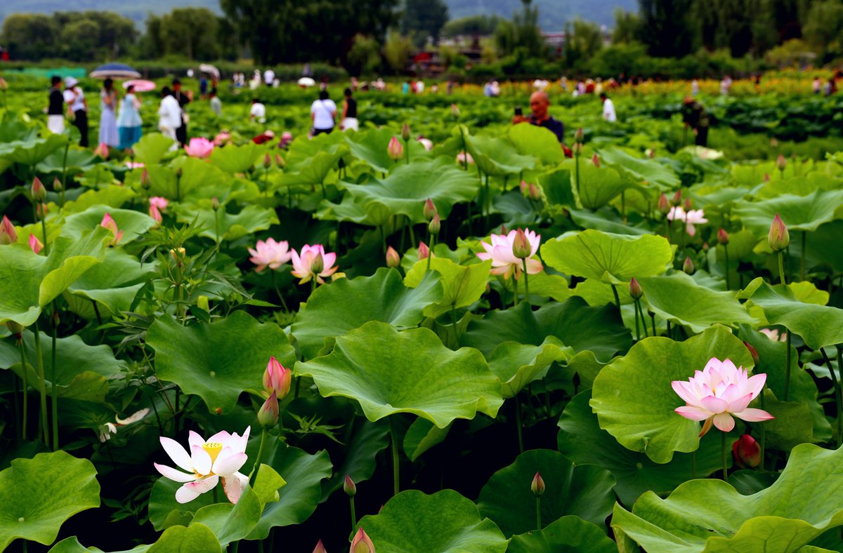 Runningxian's tweet photo. Life is full of disappointments. May each of us, like the lotus flower, rise above the mire and gaze up at the blue sky.#Enjoy Xian##Xi'an Lianhu Park https://t.co/oInHujA7V6
