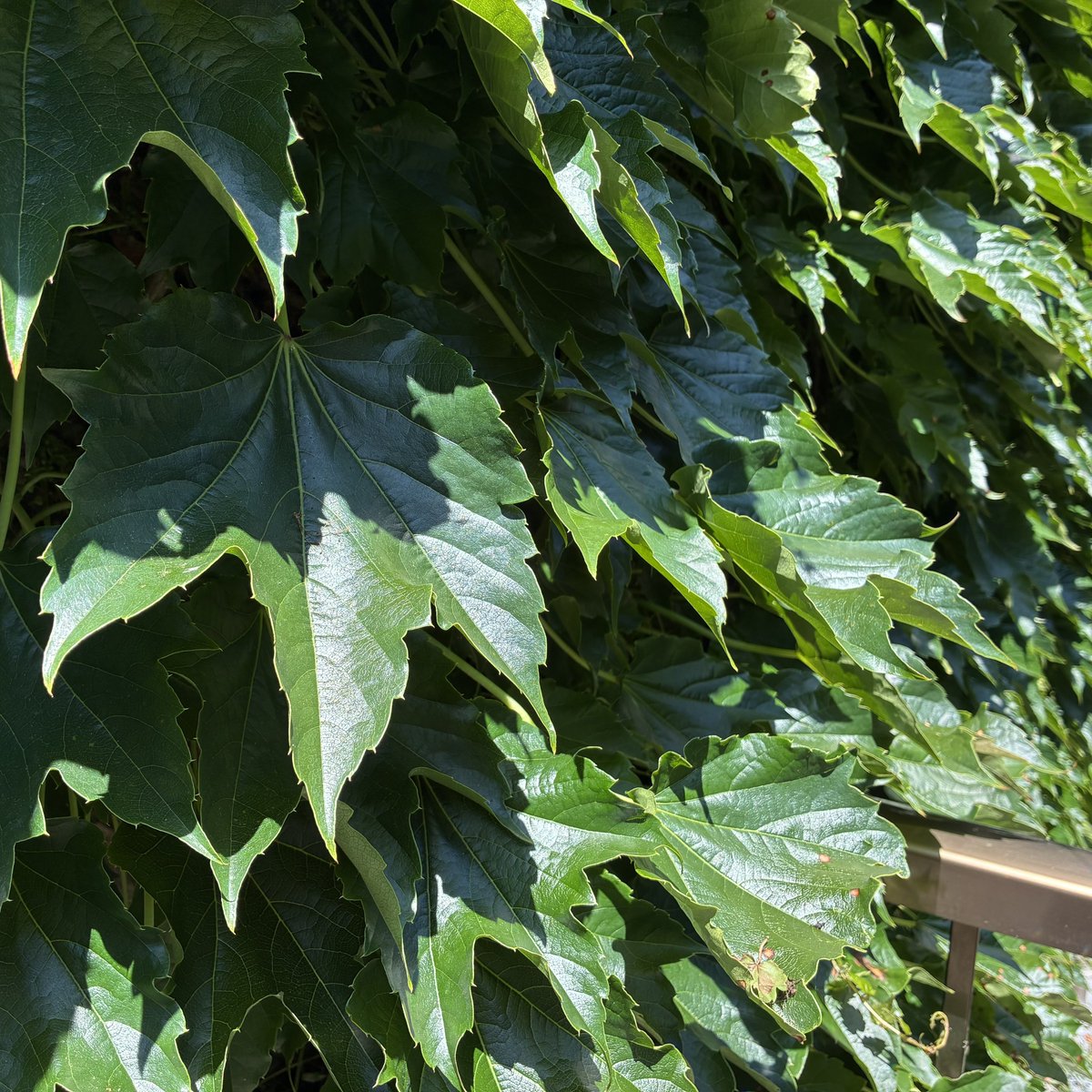 tar_lab's tweet photo. ☆☆☆☆☆☆）i took a deeeeeep breath：O（seki #蔦ハウス2026 #蔦の家 #蔦 #つた #ivy #ivied #ivyhouse https://t.co/A8yjiMnXEO