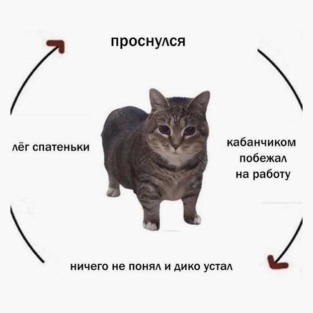 versvs_christvs's tweet photo. Ну я. https://t.co/QQNXa6RuPv