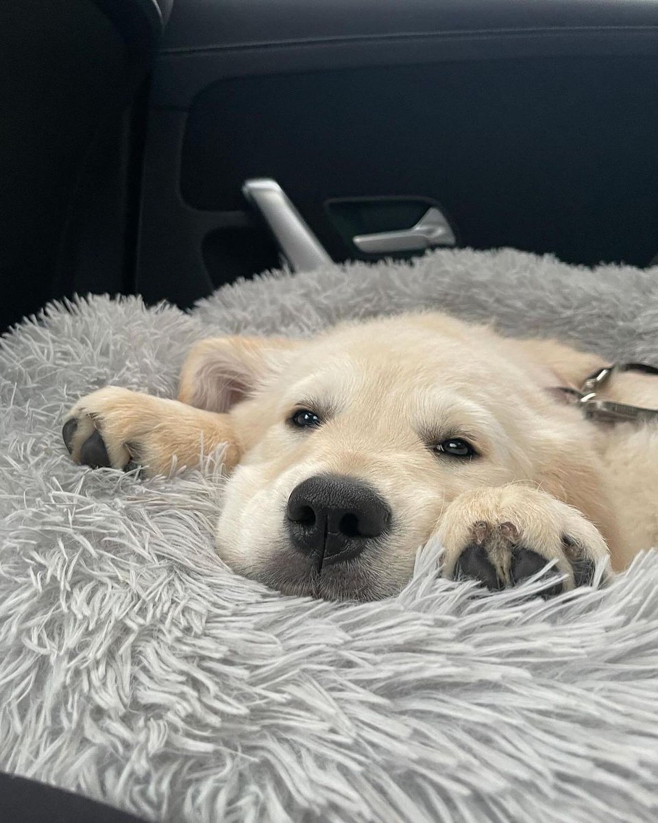puppies_video's tweet photo. So cute... https://t.co/Xm2blYXd5j