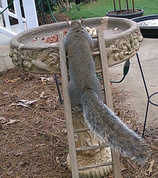 AcornAcres002's tweet photo. @kittenaround_51 Wow! That's a bigger ladder than ours, Bonnie! https://t.co/26TxU4xifx