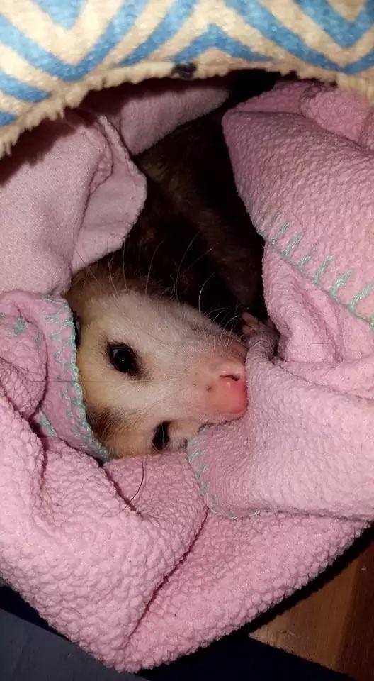 VirginOpossum's tweet photo. goodnight my beautiful sentient dumpster fires ❤️ https://t.co/tON68NR0Sk