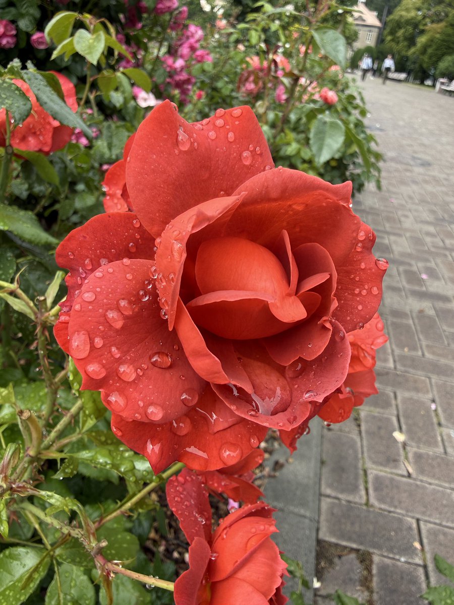 feldenpath's tweet photo. ピアノが上手く弾けなくて困っていた時、フェルデンクライスのプラクティショナーでもある私のピアノの先生が、「不安に思っていて起こって欲しくないことが起こったとしても大丈夫。」と素敵な笑顔でお話ししてくださいました。その理由は伺いませんでしたが、不思議と不安が薄れてきました。
それは https://t.co/BpCgggPIec