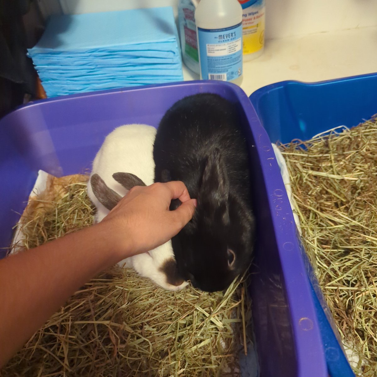 AmericanPendu's tweet photo. 'i only want to be pet in my toilet' https://t.co/WogXMW4AUe