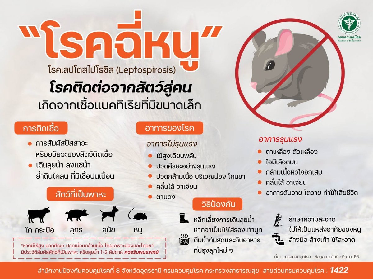 ODPC8UD's tweet photo. เตือน! วายร้ายตัวเล็ก...เสี่ยงฉี่หนูได้ถ้าลุยน้ำ
 
ป้องกันได้ด้วย
+ หลีกเลี่ยงการเดินลุยน้ำหากจำเป็นให้ใส่รองเท้าบูท
+ ดื่มน้ำต้มสุกและกินอาหารที่ปรุงสุกใหม่ ๆ
+ รักษาความสะอาดไม่ให้เป็นแหล่งอาศัยของหนู
+ ล้างมือ ล้างเท้า ให้สะอาด

#โรคฉี่หนู #ฉี่หนู
#กรมควบคุมโรค #สคร8อุดรธานี https://t.co/m5tItB7K7Z