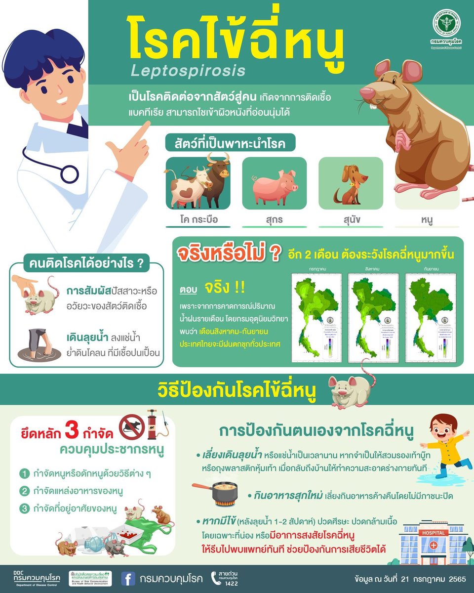 ODPC8UD's tweet photo. เตือน! วายร้ายตัวเล็ก...เสี่ยงฉี่หนูได้ถ้าลุยน้ำ
 
ป้องกันได้ด้วย
+ หลีกเลี่ยงการเดินลุยน้ำหากจำเป็นให้ใส่รองเท้าบูท
+ ดื่มน้ำต้มสุกและกินอาหารที่ปรุงสุกใหม่ ๆ
+ รักษาความสะอาดไม่ให้เป็นแหล่งอาศัยของหนู
+ ล้างมือ ล้างเท้า ให้สะอาด

#โรคฉี่หนู #ฉี่หนู
#กรมควบคุมโรค #สคร8อุดรธานี https://t.co/m5tItB7K7Z