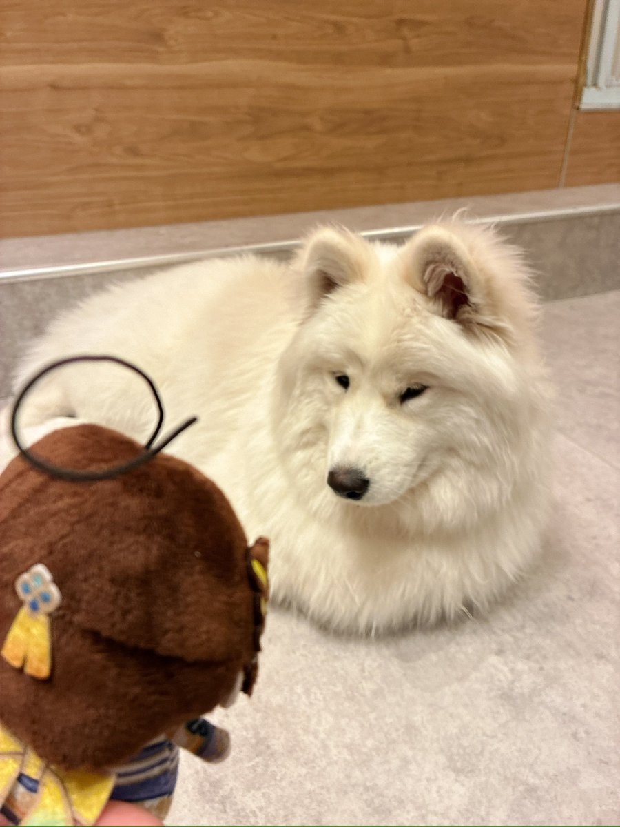 kuroru017's tweet photo. しがりこ。犬だよ。
犬。しがりこだぞ。
 #しがりこ観光中 https://t.co/DATVJh2AxA