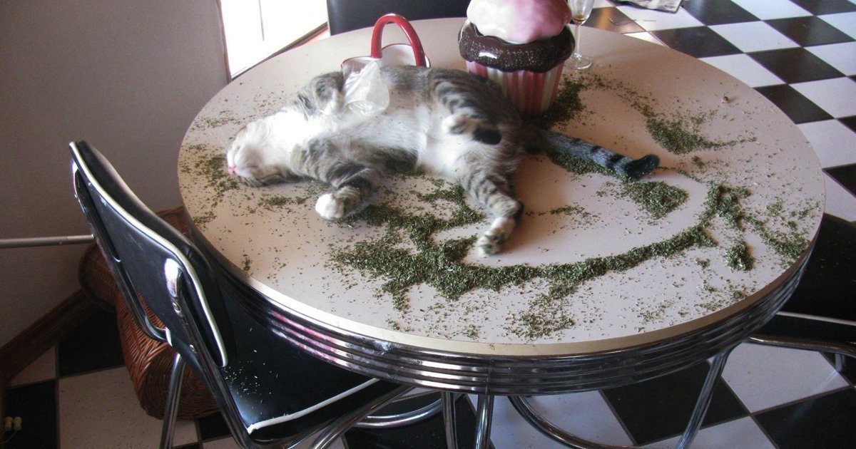 Curseofmoons's tweet photo. @blknoiz06 @WillJohnso78115 Need supply for the catnip fund solana:9cRCn9rGT8V2imeM2BaKs13yhMEais3ruM3rPvTGpump 

FTuvfXBrXueqS3eEXSBQpkDoJrzosntjKguX3Ui15Hdf https://t.co/M3lzohfiak
