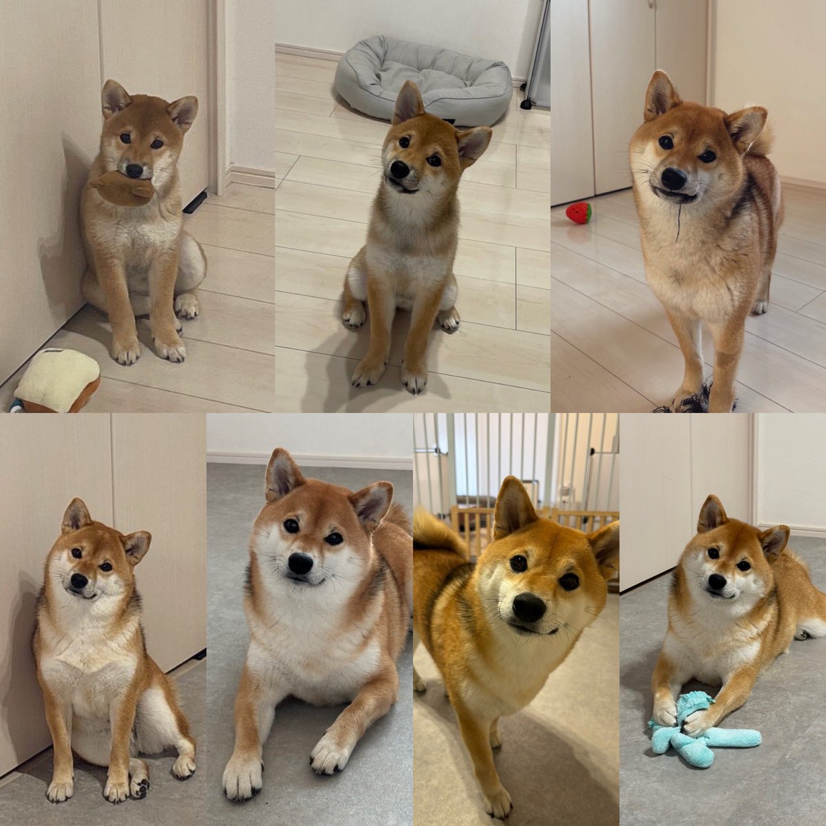 柴叉クロ (@Sibamata0301) / Posts / X