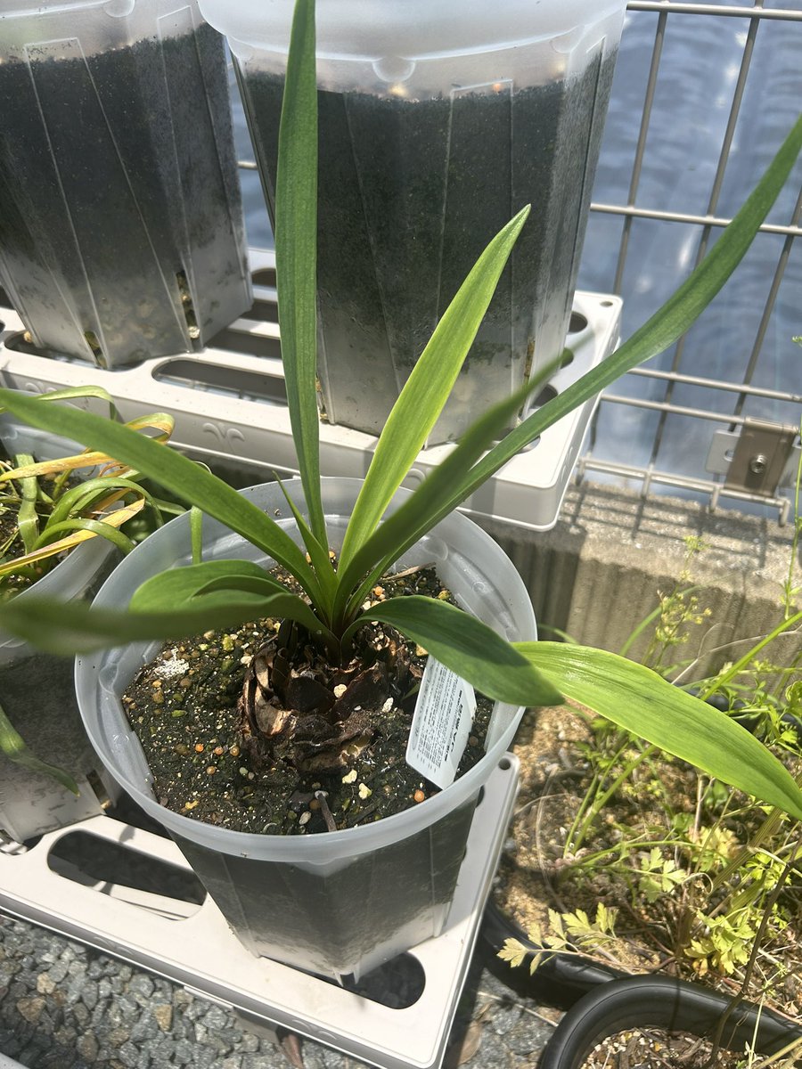 D_muw's tweet photo. 球根太らせ中のオリエンタルリリー3株。めちゃくちゃ楽しませてもらいました。

そして成長が1ヶ月以上遅れていた
4株目。

この子、頑張って欲しいな。 https://t.co/MRNPPhRD4D