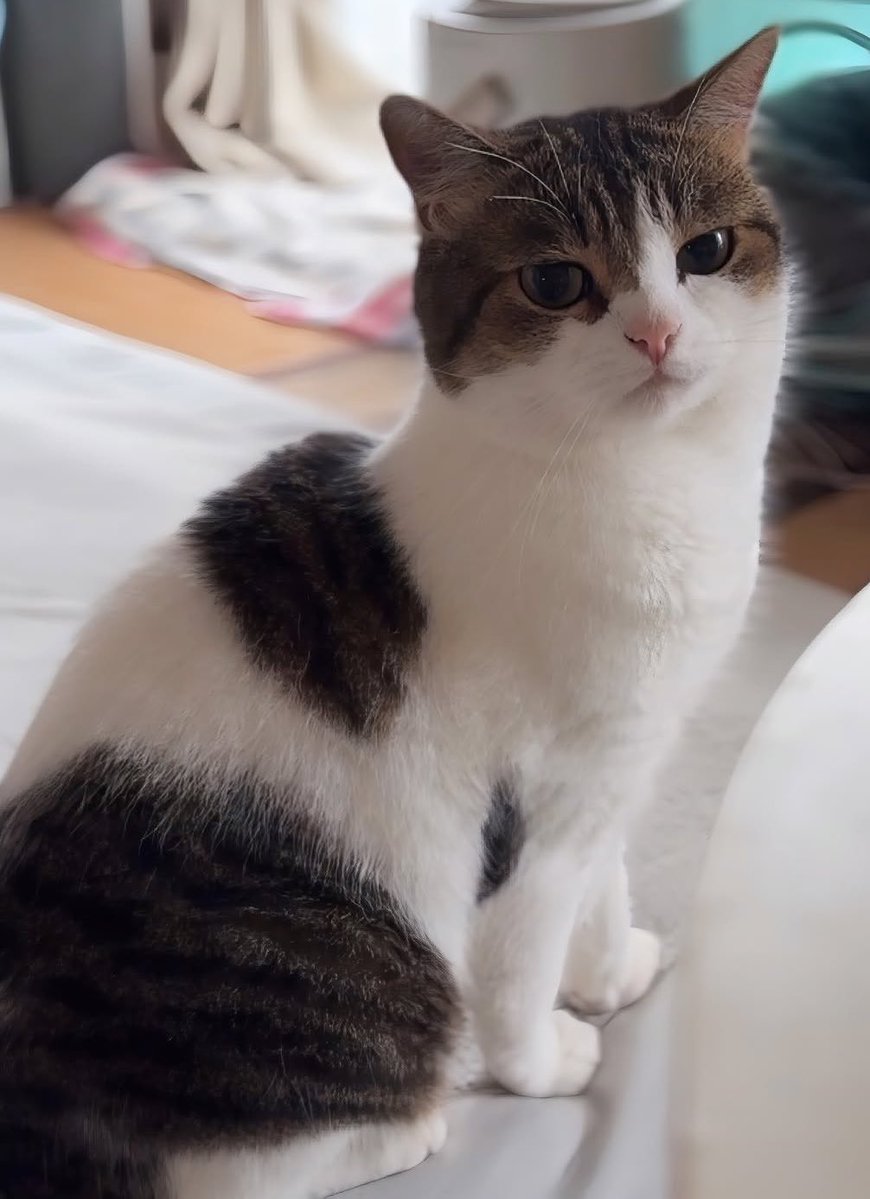 にこちゃん様 猫からオコジョへの究極進化🤍🤍🤍 「かわいさ」が限界突破した結果