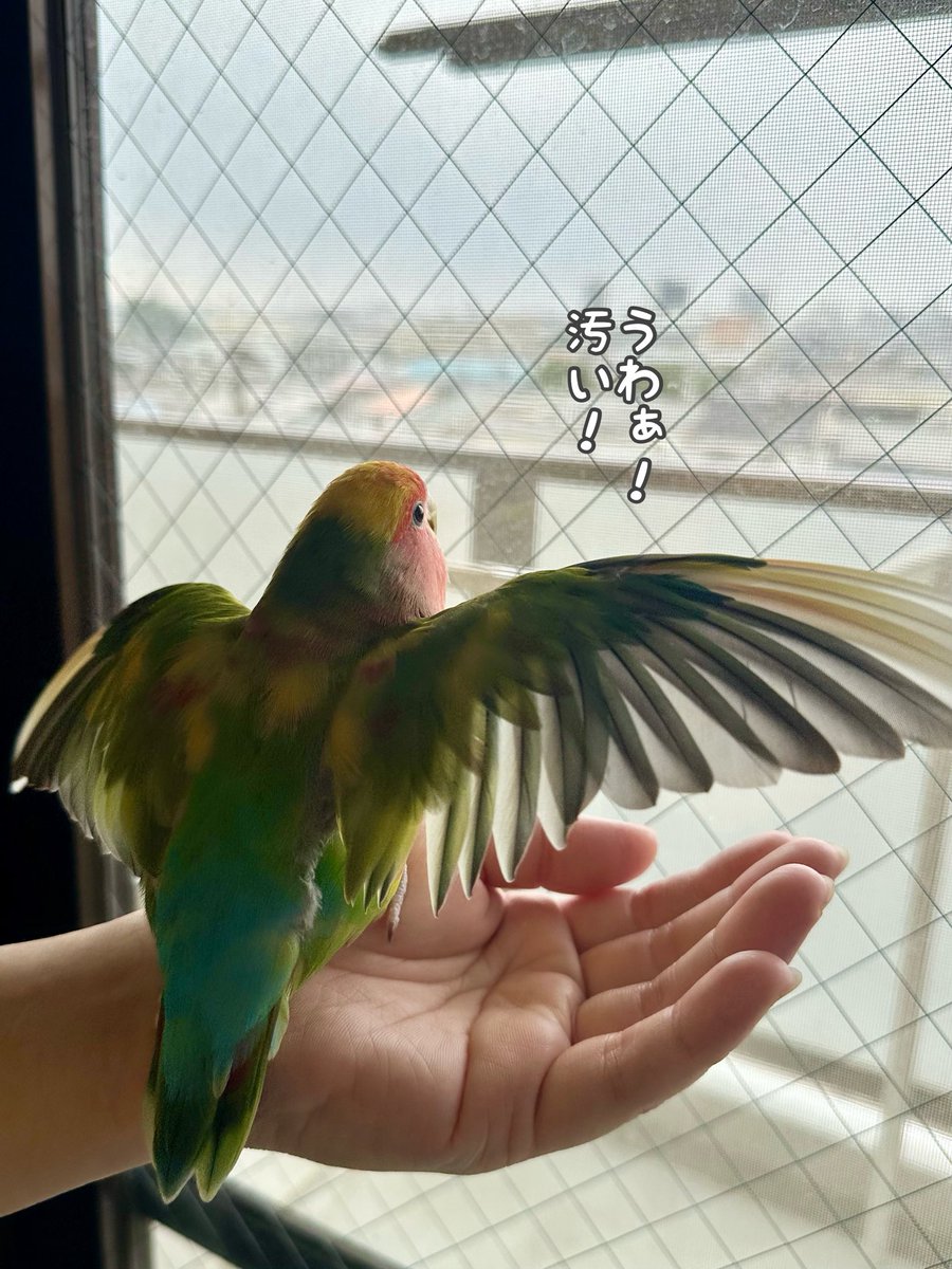 malpighi's tweet photo. 本日の汚窓状況を教えてくれるきみちゃん https://t.co/pc8LekWVPN