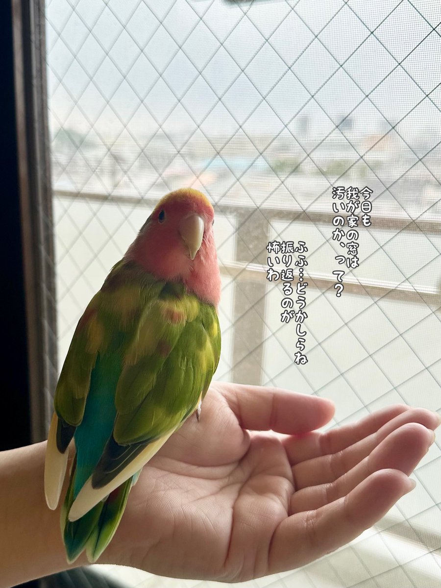 malpighi's tweet photo. 本日の汚窓状況を教えてくれるきみちゃん https://t.co/pc8LekWVPN