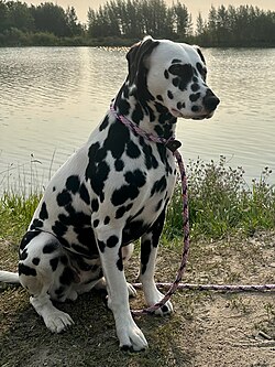 Draknok6's tweet photo. @SarahSevans2000 Walking the dog🤭♥️ https://t.co/RLCZt5XOJl