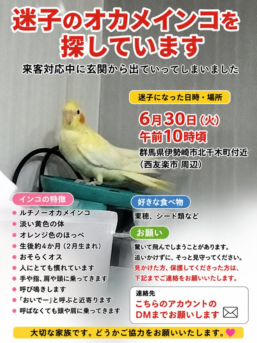 ra0407T39's tweet photo. 【オカメインコ探してます】
#オカメインコ迷子  #オカメインコ    #インコ迷子   #群馬県伊勢崎市  #拡散希望 https://t.co/ddW1cNezbt