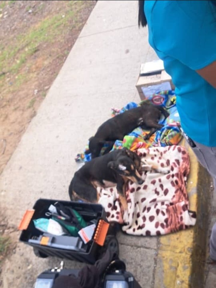 lovelyjmbby's tweet photo. Me complace decirles que los perritos que rescataron de los escombros y el grupo veterinario de barinasvet estabilizaron ayer en Catia La Mar, ya se encuentran en Barinas siendo atendidos en el refugio. Gracias totales a los héroes sin capa pero con estetoscopios🙏🏻🫂💗 https://t.co/2mRVfuvp57