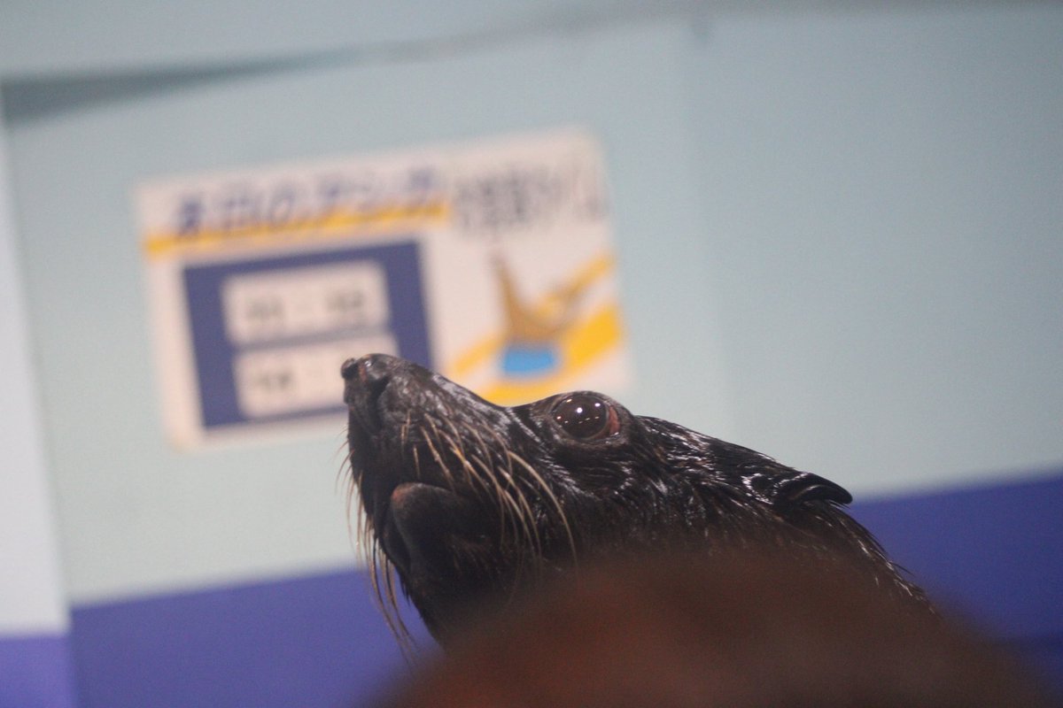dackel7716's tweet photo. パブロくんの動きをみてるだけで眠くなってしまうのは何故だろう。
幸せな気分になってくる。

#ミナミアメリカオットセイ 
#伊勢シーパラダイス
2026/6/28 https://t.co/IqfI3YaYeh