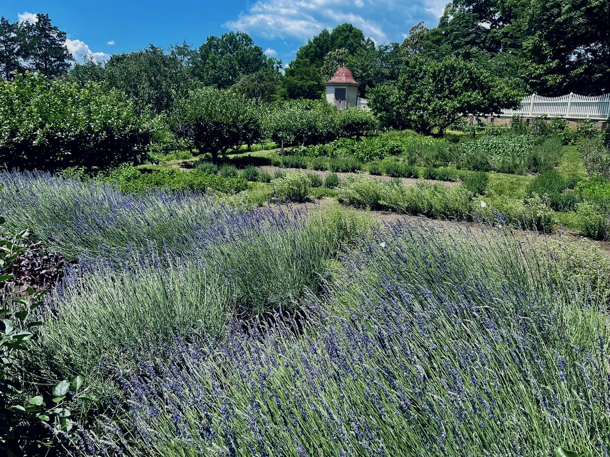 _ApeRoom's tweet photo. I was in D.C. a couple weeks ago, and I had the fortune of visiting Mount Vernon while I was there. Gorgeous estate with some of the lushest and largest vegetation I’ve ever seen (I say this as someone from Arizona). I’m thrilled I was able to be there on this year of all years. https://t.co/jER9VDiU9N