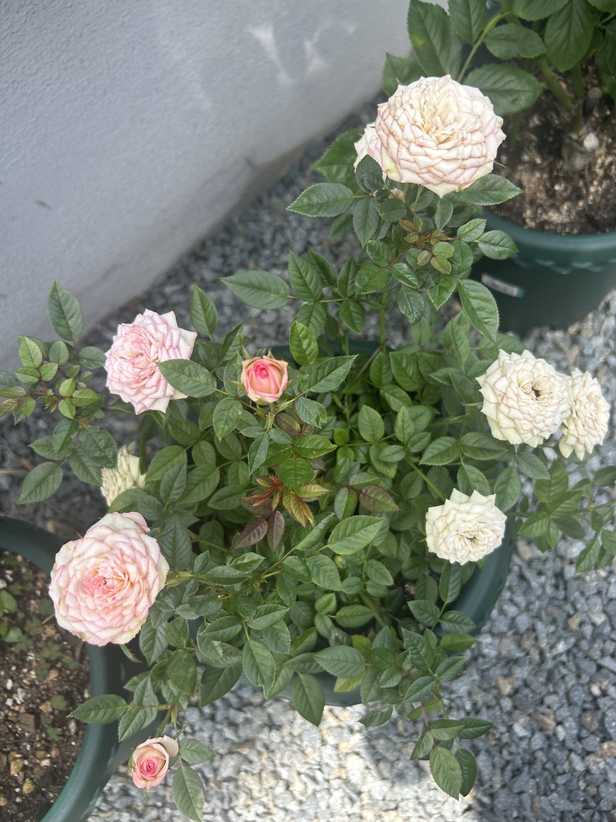 D_muw's tweet photo. 我が家の薔薇達。

この子達は今年入ってきた子達。
これから大きく育てるのだ！！ https://t.co/oRCiNscPEU
