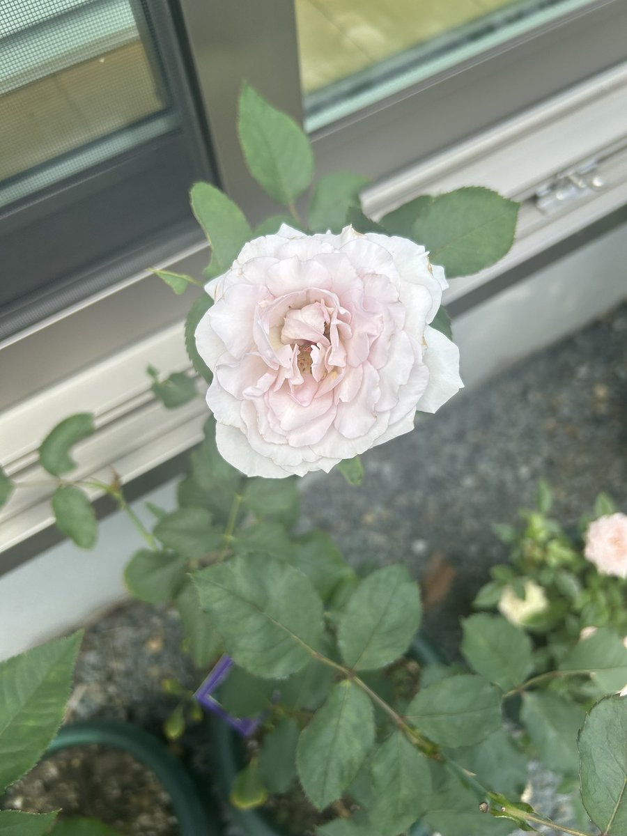 D_muw's tweet photo. 我が家の薔薇達。

この子達は今年入ってきた子達。
これから大きく育てるのだ！！ https://t.co/oRCiNscPEU