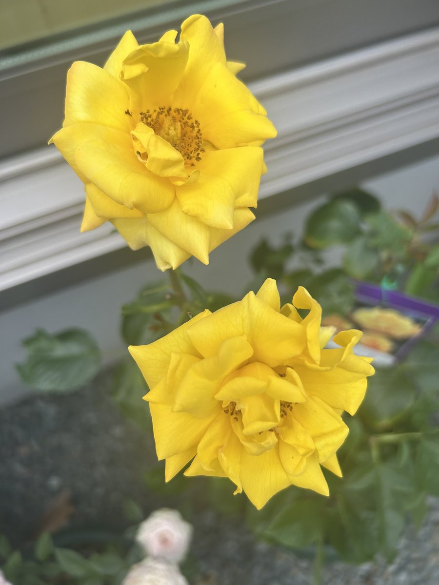 D_muw's tweet photo. 我が家の薔薇達。

この子達は今年入ってきた子達。
これから大きく育てるのだ！！ https://t.co/oRCiNscPEU