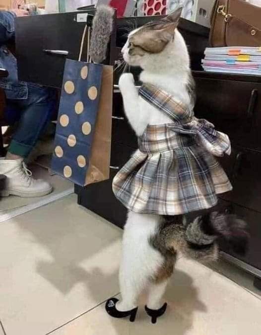 puppytops's tweet photo. @gacchiart https://t.co/bRd6OOckVm